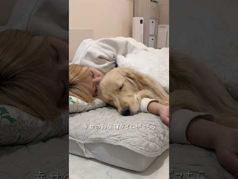 麹のおかげでぬくぬくです🥰ゴールデンレトリバー 犬と2人暮らし サムネイル