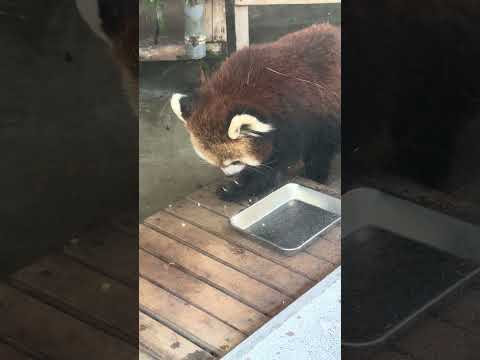 shorts リンゴ🍎を貰ったランマルくん　レッサーパンダ　浜松市動物園　IMG 8362