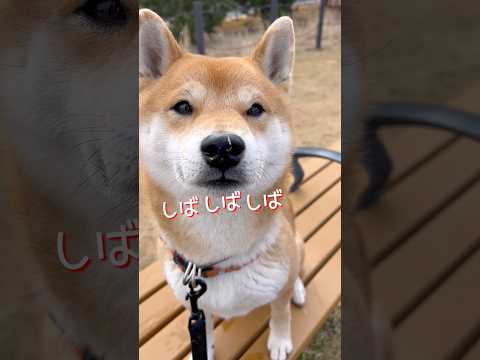 柴犬とんニューシングル「柴の鼻に芝の唄」　柴犬　柴犬とん サムネイル