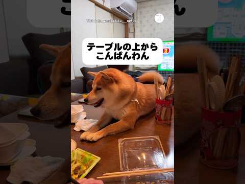 テーブルの上から白ごはんを狙う柴犬　　柴犬　犬　かわいい犬 犬のいる暮らし 面白い サムネイル