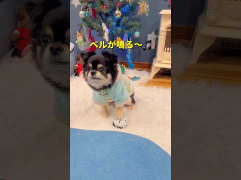ベルが鳴る〜🐶🎵#柴犬 #チワワ #shorts サムネイル