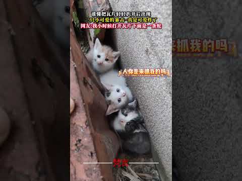 誰懂把瓦片輕輕扒開後出現三隻小可愛的暴擊~真是可愛炸了 意外 有趣 可愛 貓咪 cat amazing funny c… サムネイル