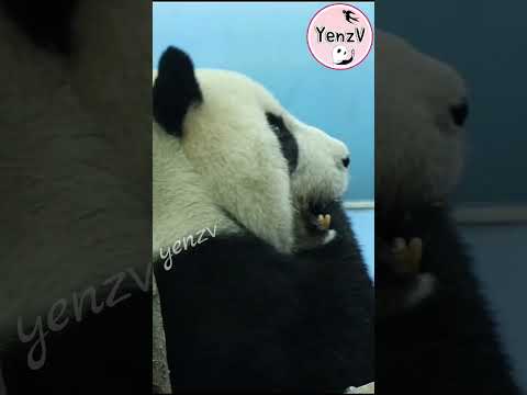 長睫毛美熊仔仔吃冬筍😋 panda zoo cute 貓熊 熊貓 yuanzai taipeizoo 台北市立動物園… サムネイル