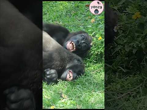 Jabali & Ringo grinning from ear to ear 😆 gorilla 金剛猩猩 taip… サムネイル