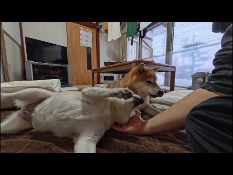 手を置くと自動で柴犬がセットされるマッサージ店 サムネイル