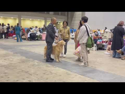 特別本部展が終わってストーン君をトン君として引き取り。　2025/12/21 PM サムネイル