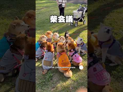 柴会議スタート‼️何を話してるのか気になる　　　柴犬　犬　かわいい かわいい犬 犬のいる暮らし