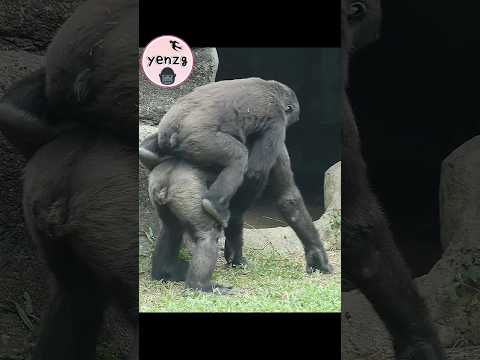 Ringo跳上哥哥Jabali背,要他快點走 gorilla gorillatag taipeizoo 金剛猩猩 台北… サムネイル
