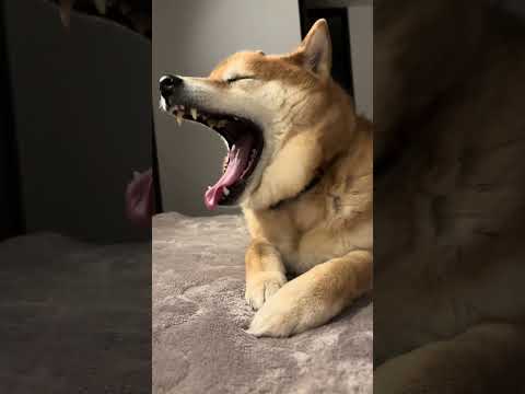 寝起きの柴犬 🐶 doggie 柴犬 cutedog shibainu いぬのいる生活 dog doglife sle… サムネイル
