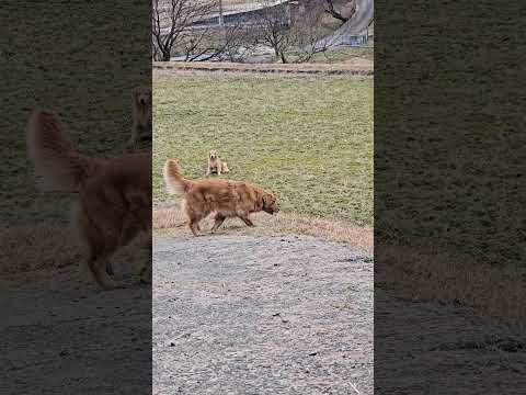 ２歳のイロハと走ってお疲れ？５歳のストーン君 ゴールデンレトリバー 大型犬のいる生活 goldenretriever… サムネイル