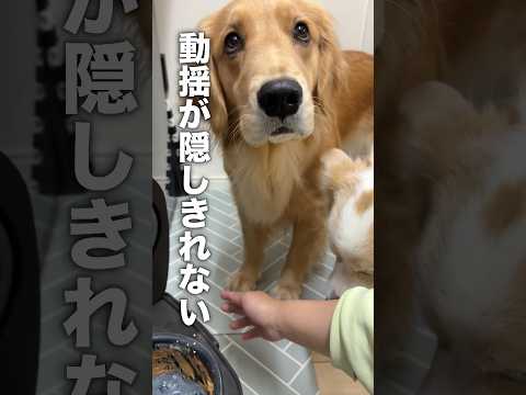 動揺が隠しきれず人間みたいな反応をする犬...【ゴールデンレトリバー・ボーダーコリー】shorts