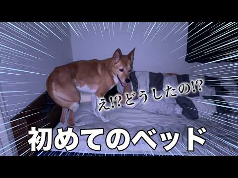 【6年目初】初めて自らベッドに登った保護犬がこちら【感激】