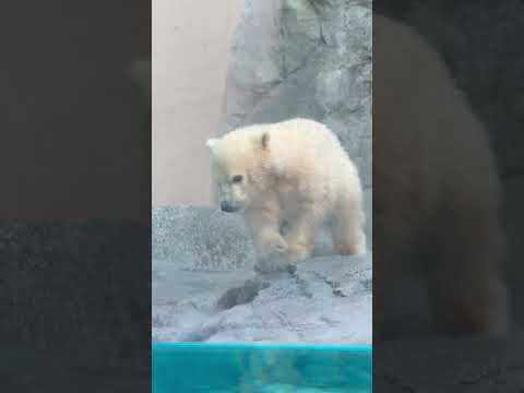 shorts オットト☺️モモ太くん　  ホッキョクグマの仔　秋田県男鹿水族館GAOにて2026年4月30日 サムネイル