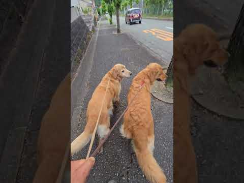 親子でしっぽフリフリ腰をくねくねゴールデンレトリバーの散歩 散歩 ゴールデンレトリバー goldenretriever… サムネイル