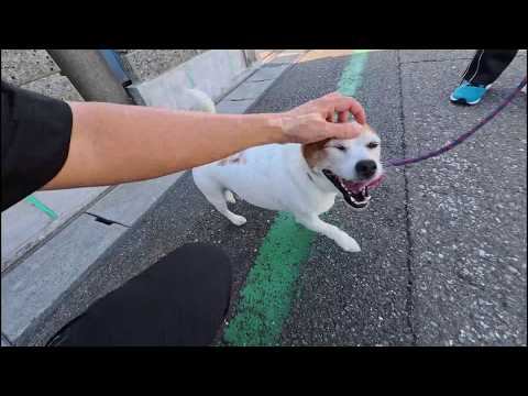 元気な ぐんまくん があらわれた▼ サムネイル