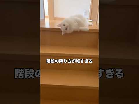 階段を降りるのに横着しすぎる白猫がこちら 白猫 保護猫 野良猫 猫 サムネイル