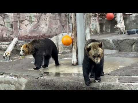 お松ちゃんとお浜ちゃんは親子でも姉妹でも無いですが仲良しなんです〜　エゾヒグマ　　浜松市動物園にて　2026年4月5日 サムネイル