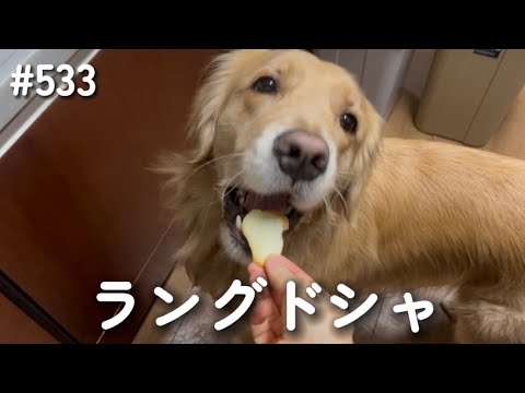 ラングドシャ食べるモンちゃん【ゴールデンレトリバー】 サムネイル