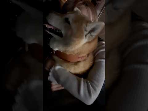 柴犬福 姉に匂いチェックされる柴犬🤣Sis and Shiba🤣姉と柴 shorts japanesedog 柴犬 s… サムネイル