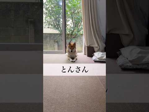 『とんの家から′26 現実』　柴犬　柴犬とん
