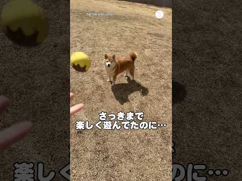突然ボール遊びを拒否する柴犬🐶　　　　　　　柴犬　柴犬のいる暮らし 面白い犬 面白い　犬のいる暮らし サムネイル