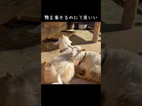 顎を乗せるに丁度いい　東武動物公園 動物 動物園 かわいい 癒し animals zoo ヤギ ちょうどいい サムネイル