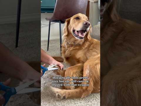 coming home to my golden retriever🥵 goldenretreiver dog ind… サムネイル
