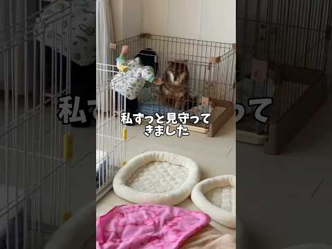 8年間子供を見守り続けた柴犬🐕の話 サムネイル