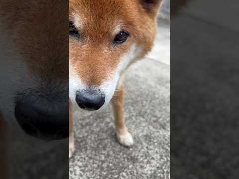 ’26.5.6 力丸の遠吠えを懐かしむとき… 柴犬 shibainu 遊ぶ犬 遠吠え 力丸 サムネイル