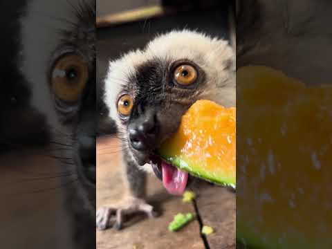 メロンに嬉しそうにかぶりつくキツネザルのマッキー♫動物 動物園 animal サムネイル
