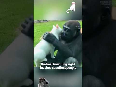 Unlikely Friends: Gorilla & Kitten Bond at the Zoo 🦍🐱 #anim… サムネイル