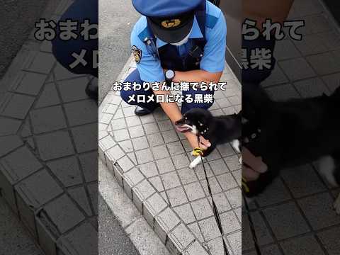 おまわりさんに体を撫でられて身を委ねてしまう黒豆柴 豆柴 柴犬 子犬 shorts サムネイル