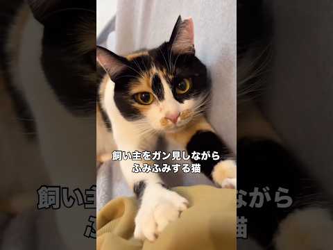 一生懸命ふみふみしてたらどんどん目がとろーんとしてきた猫 猫 三毛猫 保護猫 shorts サムネイル