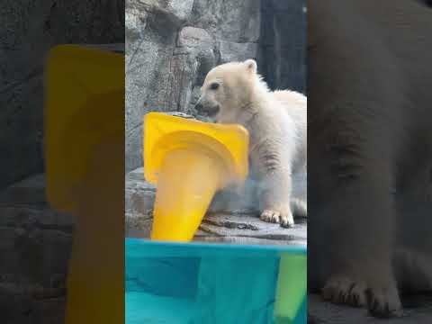shorts ママぁ〜！黄色大っきいコーン落ちちゃった〜😑　  ホッキョクグマの親子　秋田県男鹿水族館GAOにて202…
