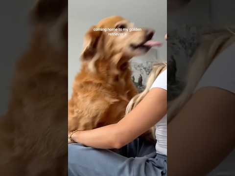 coming home to my golden retriever❤️india retreiver dog pup…