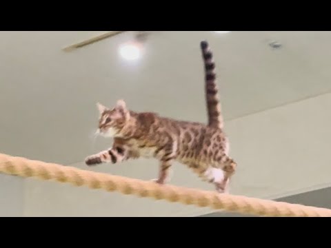 リースちゃんもデビューしたっての1歳😊 MCおねえさんデビュー戦！なかなか見れない猫によるショー ザ・キャッツ　那須ど… サムネイル