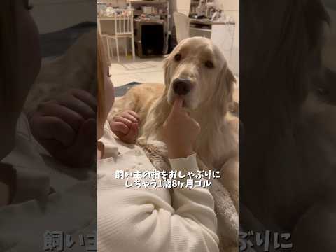 いつまで経っても赤ちゃんのままです👶❤️ゴールデンレトリバー 犬と2人暮らし goldenretriever サムネイル