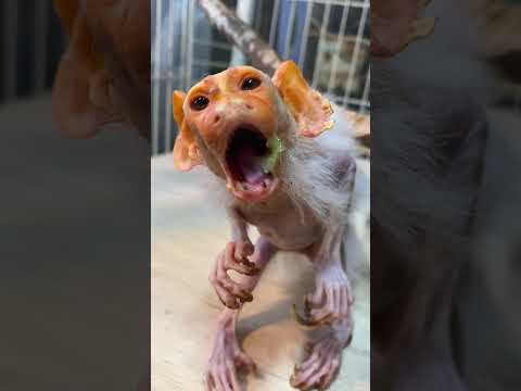 皮の捨て方がワイルドなコモンおばあちゃん♪shorts おばあちゃん コモンマーモセット サムネイル