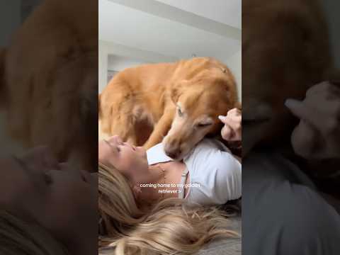 coming home to my golden retriever🥵goldenretreivers dog pup… サムネイル