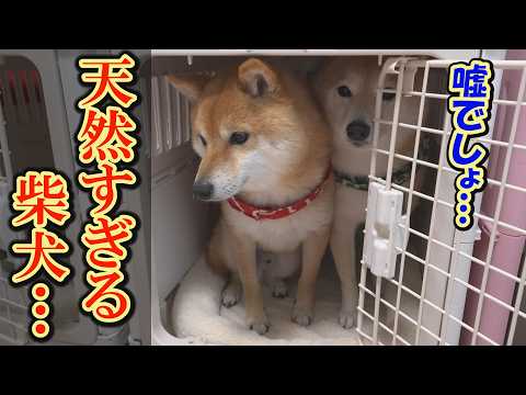 【爆笑】せっかちな柴犬に「ハウス」と言ったら、こうなりました・・・ サムネイル