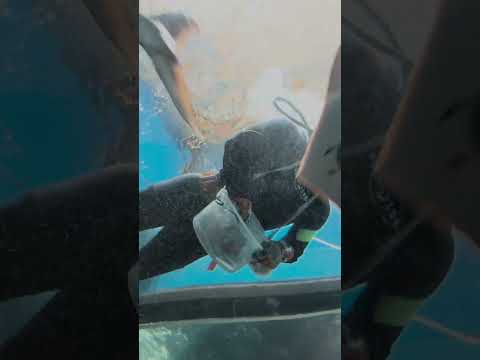 【魚津水族館】富山湾大水槽 お食事タイム！🐟　shorts