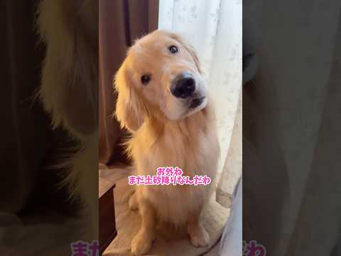 だるまさんがころんだぁ！？(((o(*ﾟ▽ﾟ*)o))) #大型犬 #ゴールデンレトリバー サムネイル