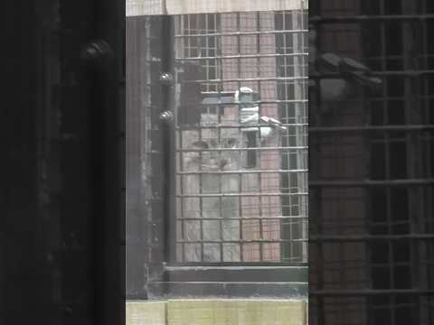 shorts バックヤード側から覗くオリーヴァちゃん　マヌルネコ　埼玉県こども動物自然公園にて　2026年3月6日