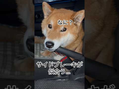 ’26.4.30 力丸の車… 柴犬 shibainu 柴犬のいる暮らし 柴犬の日常 車中泊犬 カメラ目線 力丸 サムネイル