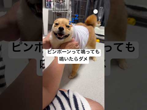 爆笑‼️絶対に『ピンポーン』で鳴く犬　　犬　面白い　いぬ　かわいい犬 犬のいる暮らし サムネイル