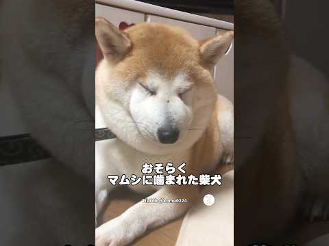 マムシに噛まれた柴犬　柴犬　犬　犬のいる暮らし 柴犬のいる暮らし マムシ サムネイル