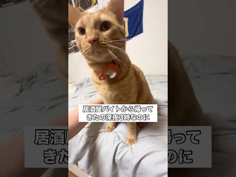 飼い主と一緒に階段上がってくるところが可愛いです 茶トラ 猫 shorts サムネイル