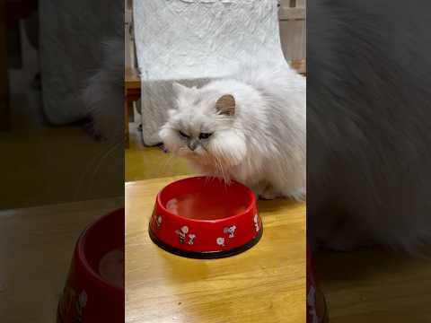 shorts エサを貰った　ペルシャくん　神戸どうぶつ王国　2025年12月29日 サムネイル