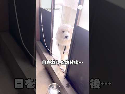 完全に羊。雪まみれで帰ってきた犬　　犬　超大型犬 かわいい犬 面白い　グレートピレニーズ サムネイル