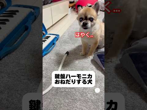 はやく…鍵盤ハーモニカをおねだりする犬　　チワワ　犬　かわいい犬 かわいい 鍵盤ハーモニカ サムネイル
